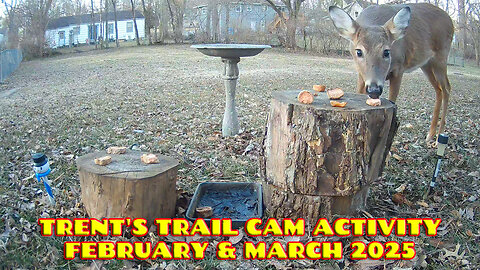 Trent's Trail Cam Activity - February & March 2025