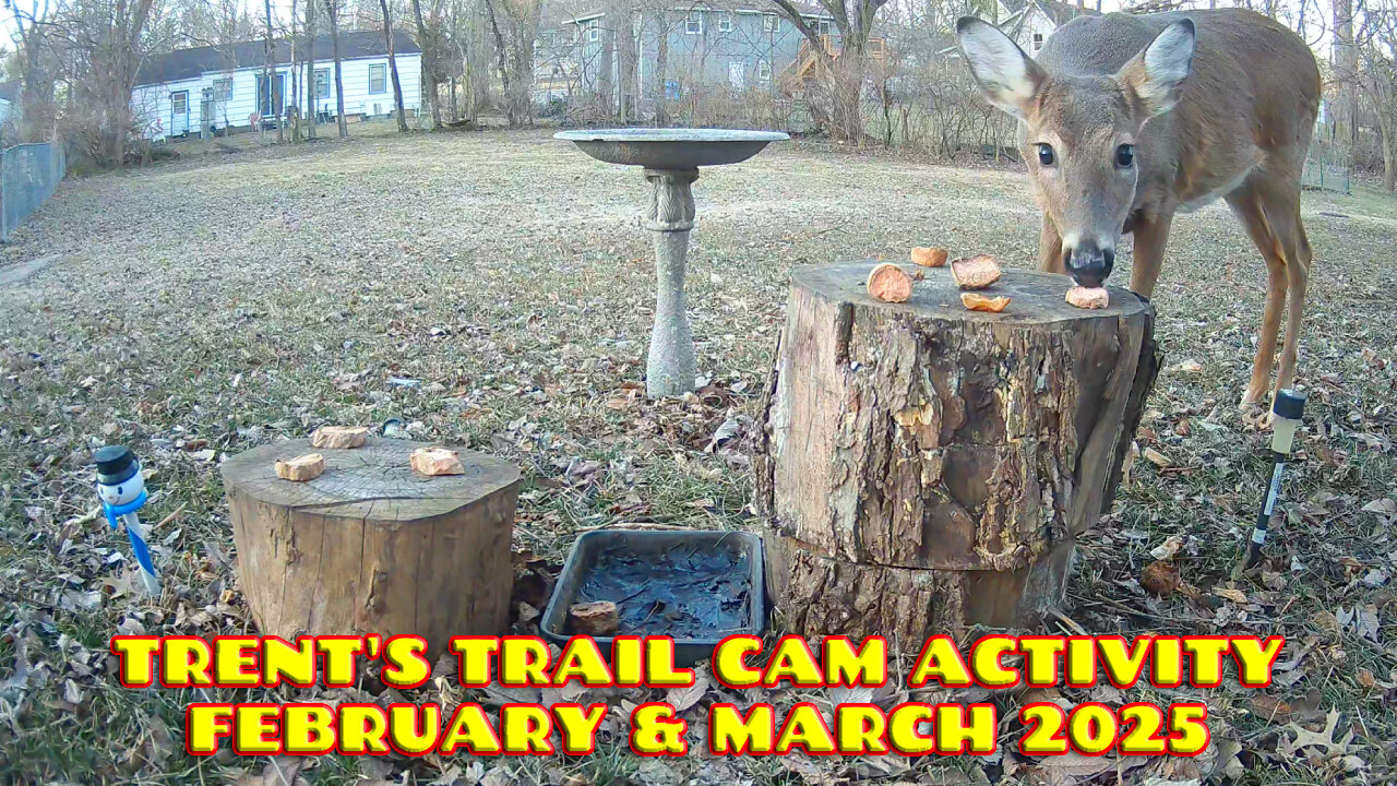 Trent's Trail Cam Activity - February & March 2025