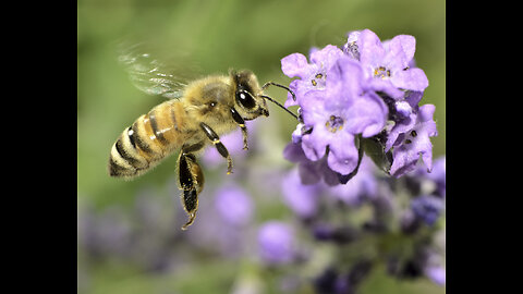 Can We Still Save The Bees and Our Food Supply ? Are We Too Late ?