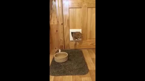 cat stuck in door lol