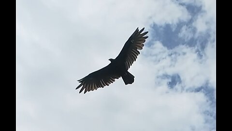 🦅 Only The Young - Journey 🦅