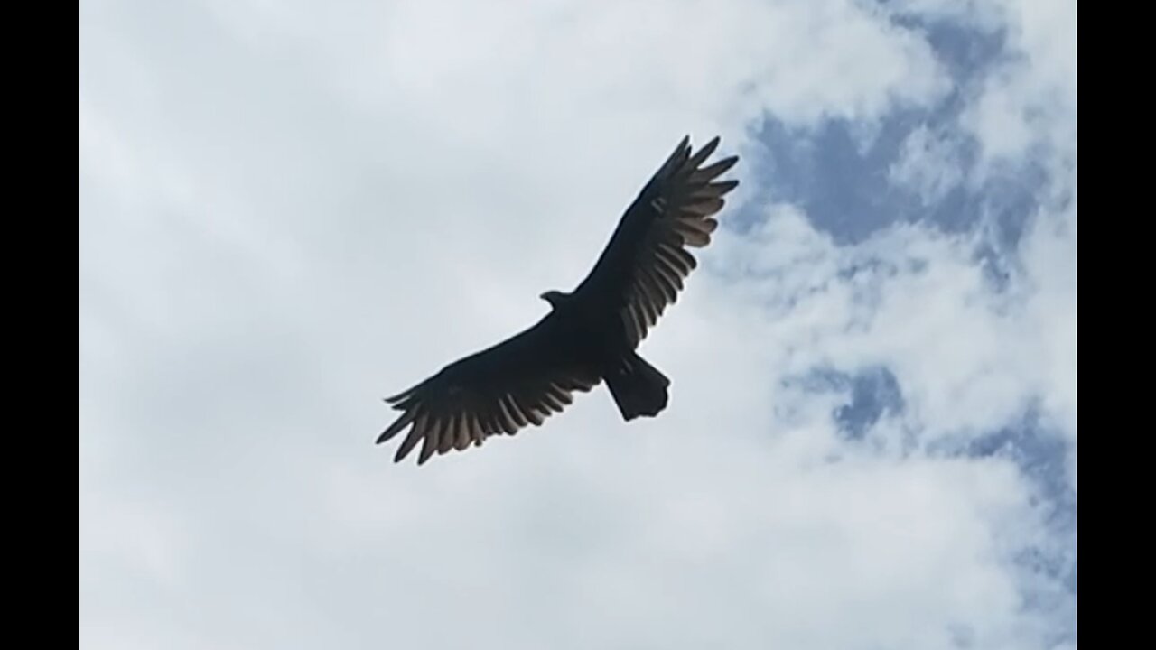 🦅 Only The Young - Journey 🦅
