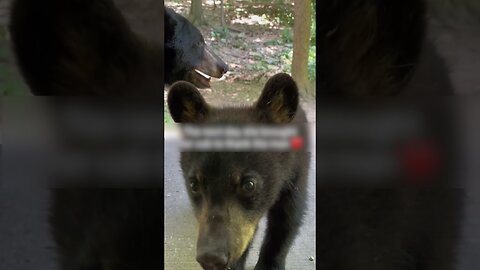 The bear stopped a man by the road to ask for help and led him along