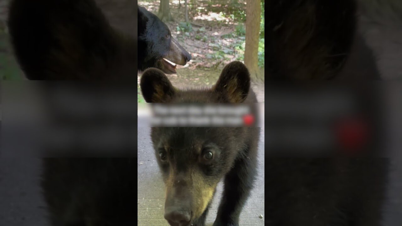 The bear stopped a man by the road to ask for help and led him along