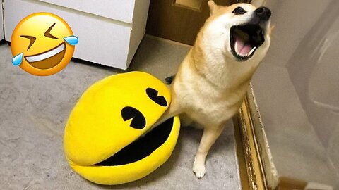 2025’s Funniest Dogs & Cats 😂 You Won’t Stop Laughing! | You Laugh You lose 😍😸😹 #Ep28