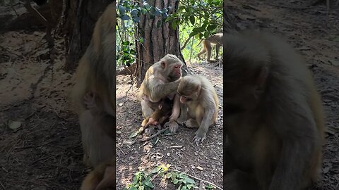 Born in April, he was taken care of by his mother and grew up as a monkey