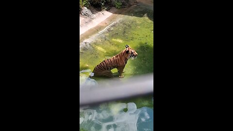 zoom in on a tiger swimming