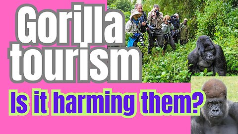Are we unwittingly producing "Tame" Gorillas?