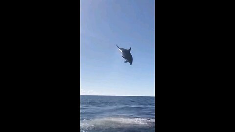 Dolphin