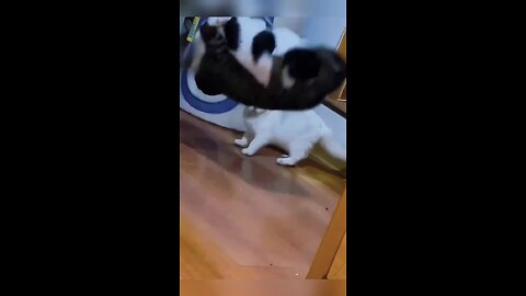 Funny Animals Brazzo 4