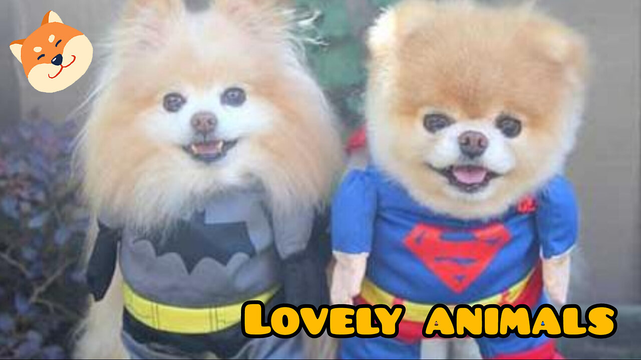 Funniest animals...! 🐱