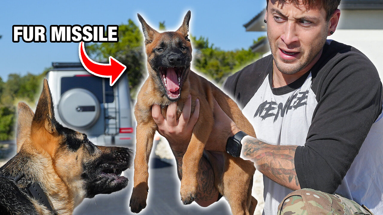 I Bought A Navy Seal Dog