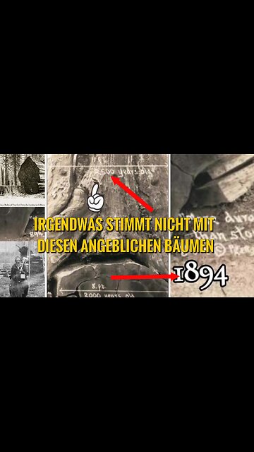 Irgendwas stimmt nicht mit diesen angeblichen Mammutbäumen
