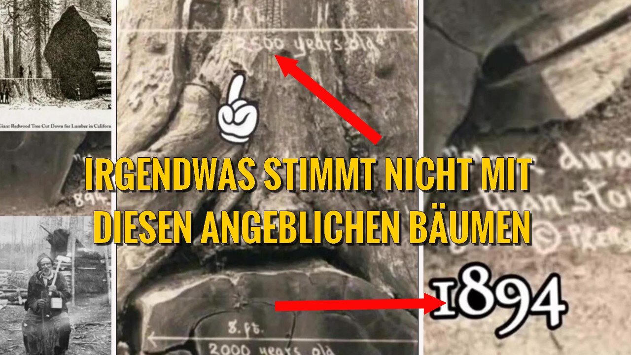 Irgendwas stimmt nicht mit diesen angeblichen Mammutbäumen