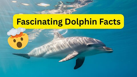 🐋 Dive Into The Most Fascinating Dolphin Facts