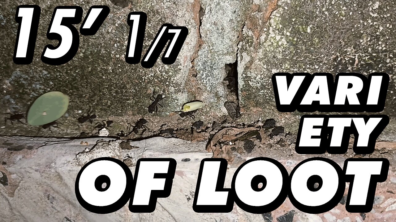 ASMR | The ants take their supplies to their brick fortress - 15' 1/7