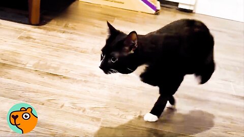 Two Legged Cat Hid All The Time. Now He Can’t Stop Zooming! | Cuddle Buddies