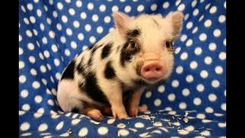 Are Pot Belly Pigs Good House Pets ?