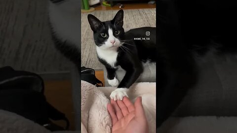 Moments Full of Laughter Enjoy Time with the Funniest Animal Videos