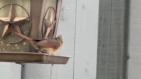 Amazing bird