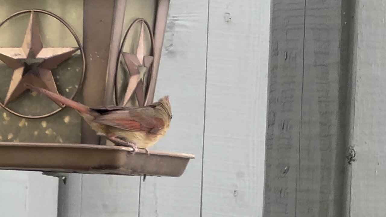 Amazing bird