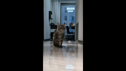 cat walking videos viral on social media must watch these video and enjoy and fallow for more