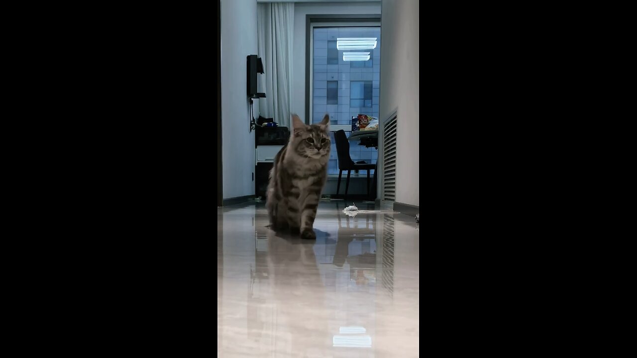 cat walking videos viral on social media must watch these video and enjoy and fallow for more