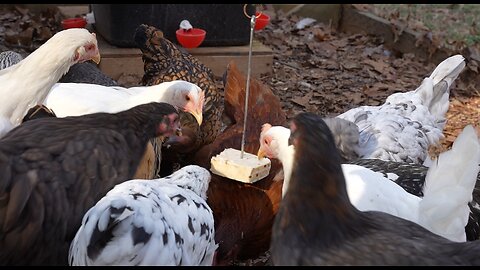 Can you pick which one of my chickens sounds like she is honking?