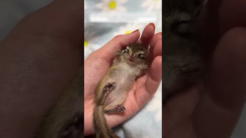 The girl noticed the fallen nest and found it in it
