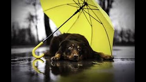 Here's That Rainy Day