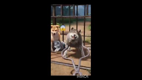 Last Video 😭poor wolf#WolfSimulation #shorts#facts #funny craftshorts #viralvideos #freefireshort