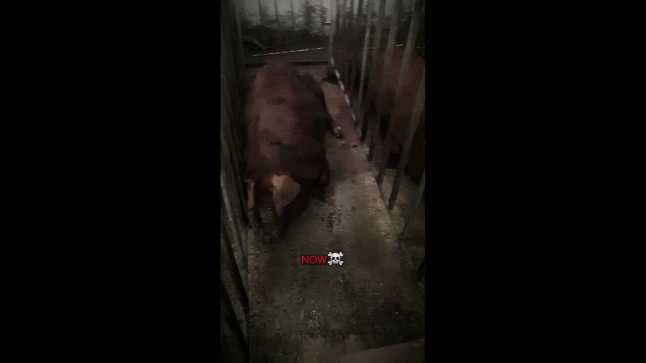 DP Farm 🐷