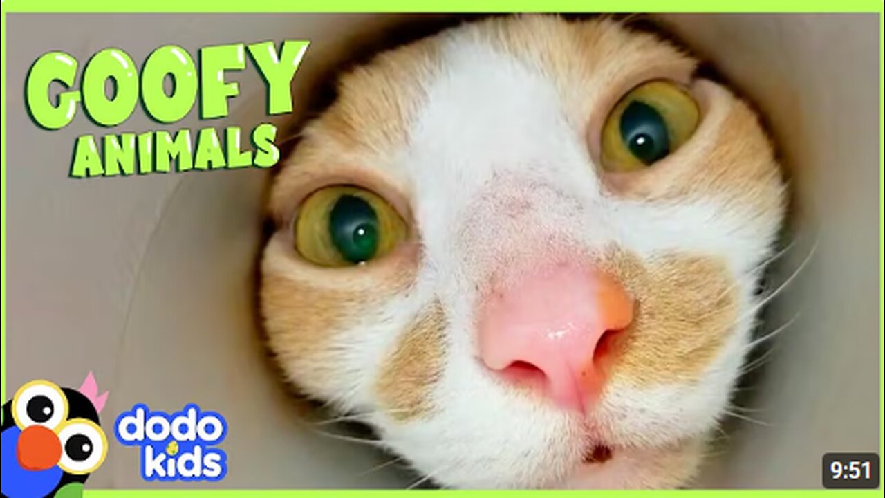 Lovable Pets Who Confuse Their Parents Every Single Day | Animal Videos For Kids | Dodo Kids