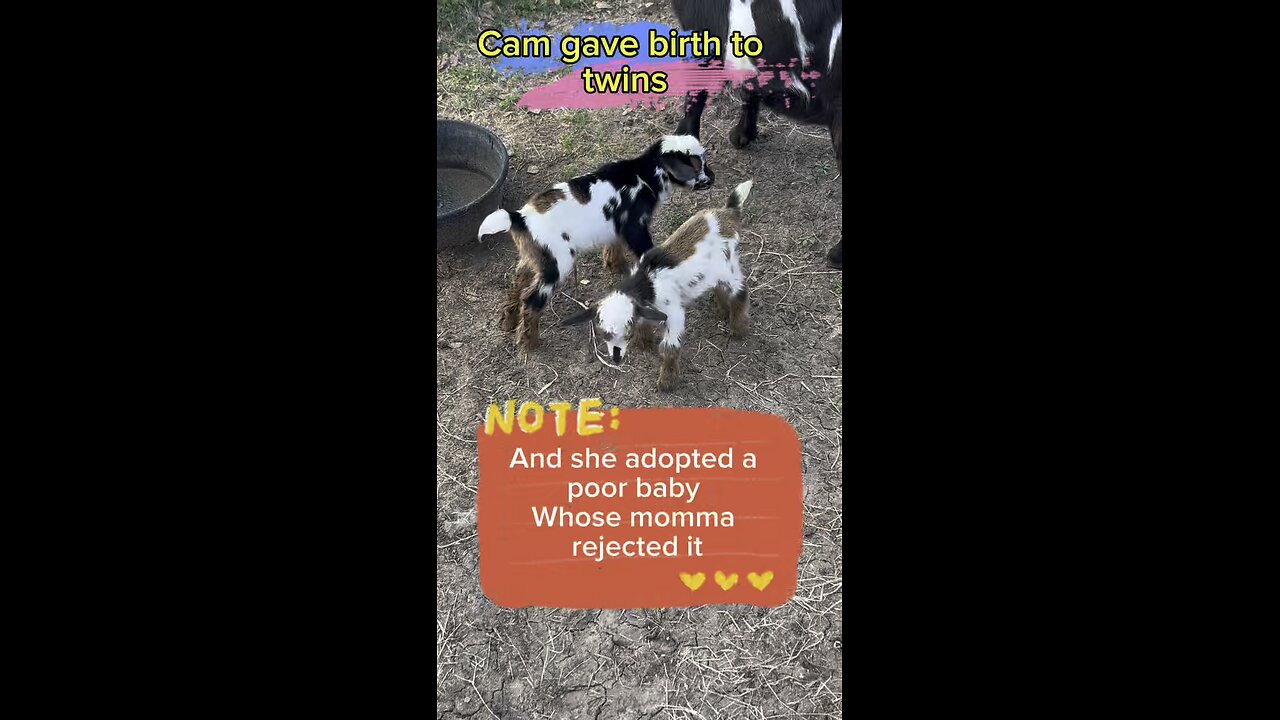 Cam had the cutest twin baby goats ever and adopted another that was rejected by its mama.