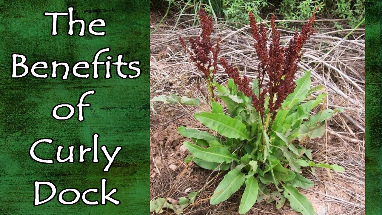 The Benefits of Dock (Rumex Crispus)