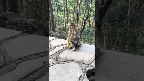 Children taking care of children monkey