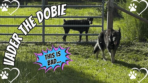 Not Caught On Camera: Doberman Diplomacy in the Danger Zone 🐾🚜