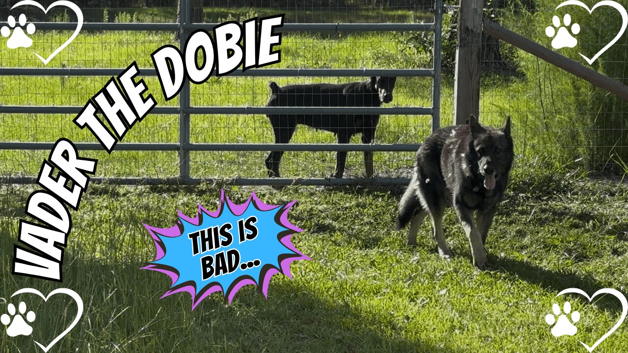 Not Caught On Camera: Doberman Diplomacy in the Danger Zone 🐾🚜