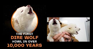 Dire Wolves ARE Back! World's First De-Extinction & The Story Behind It