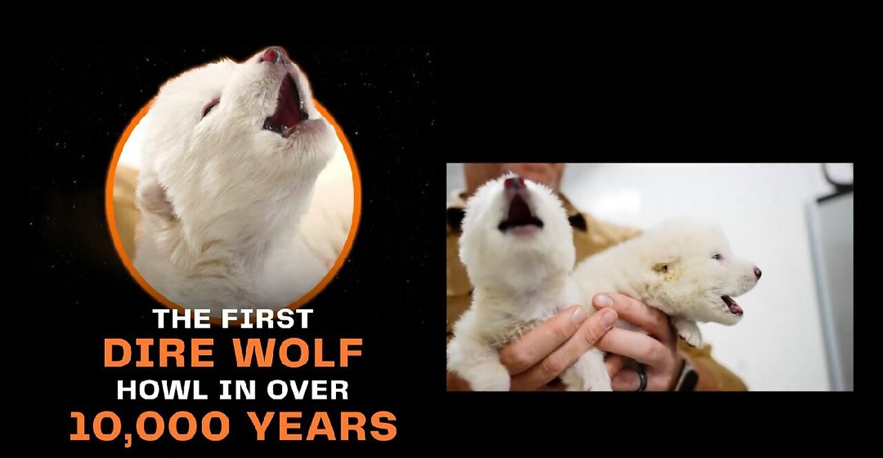 Dire Wolves ARE Back! World's First De-Extinction & The Story Behind It