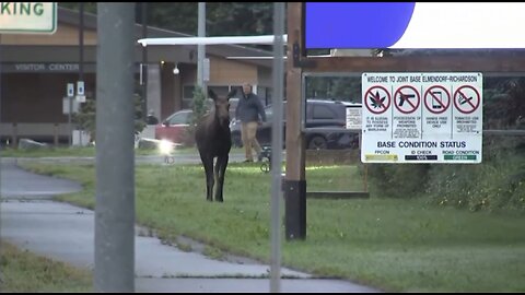 HUGE MOOSE CROSS BUSY STREETS🚏🚗🦌🚙📸AT AIR FORCE BASE IN ALASKA🏣🦌💫