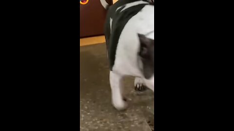 This cute puppy 🐕agreed but I get myself work quickly 😀 #funny #comedy #cute #memes #viralvideo #fyp