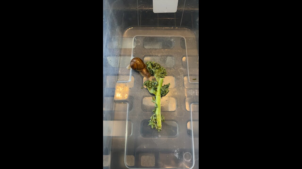 Snail got bigger
