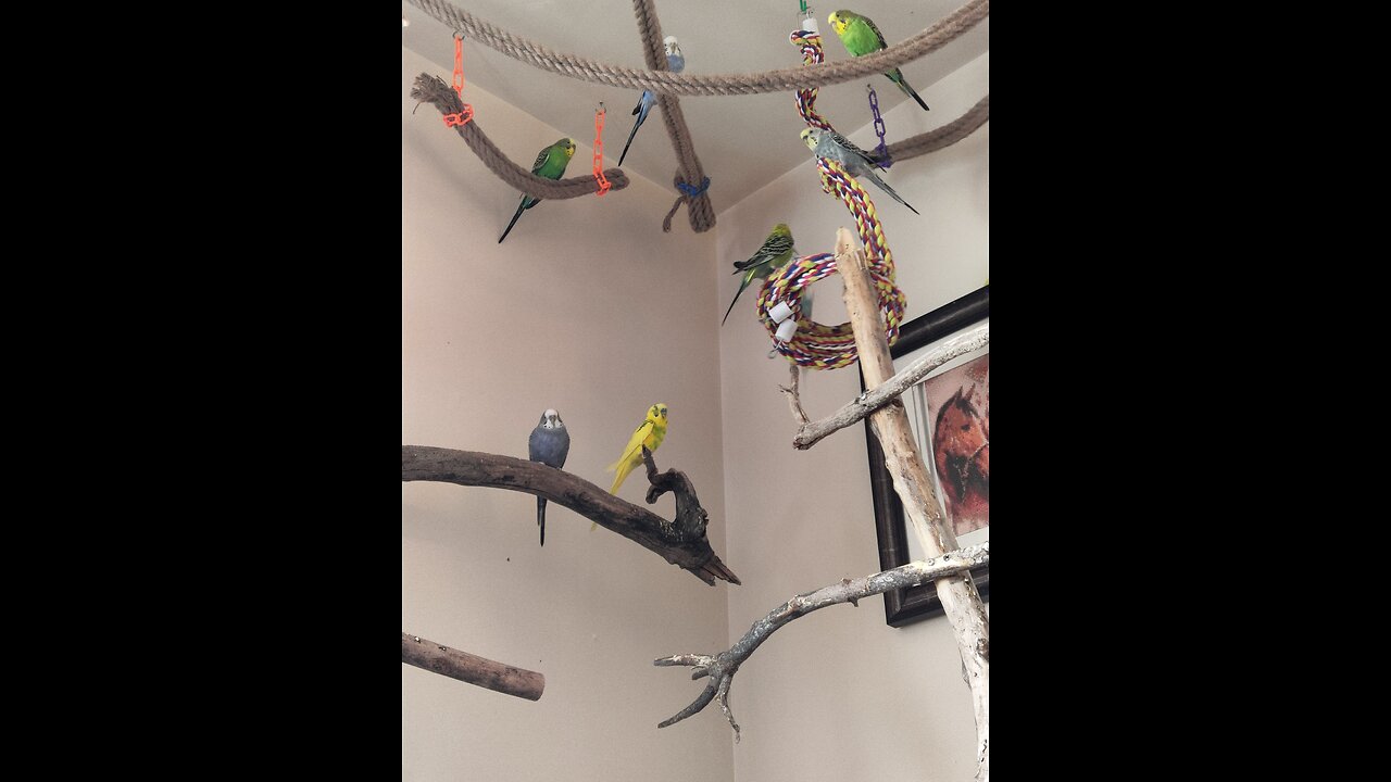 Allure of Parakeets
