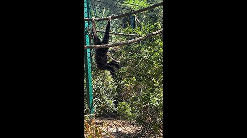 White handed gibbon Monkey 🐒 #followme #trending #shorts #viral #monkey #whitehandedgibbonmonkey