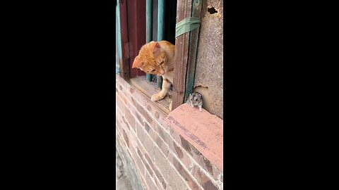 top funniest videos.. cats and mouse fight each other