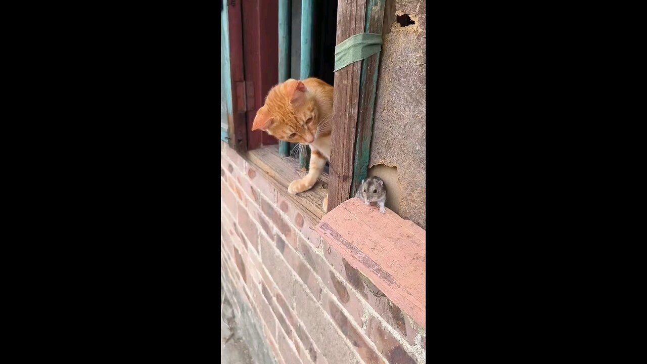 top funniest videos.. cats and mouse fight each other