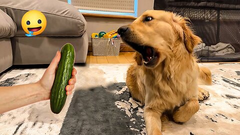 2025’s Funniest Dogs & Cats 😂 You Won’t Stop Laughing! | You Laugh You lose 😍😸😹 #Ep87