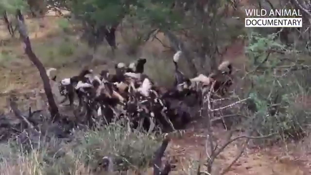wild Dogs Hurting in the Wild, Has a Team