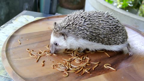 Hedgehog in the grass in the yard